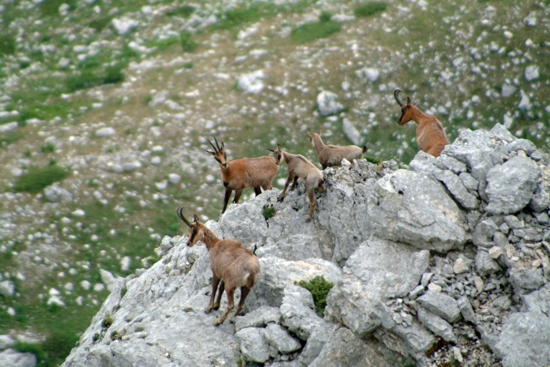 Camoscio d''Abruzzo Rupicapra pyrenaica ornata